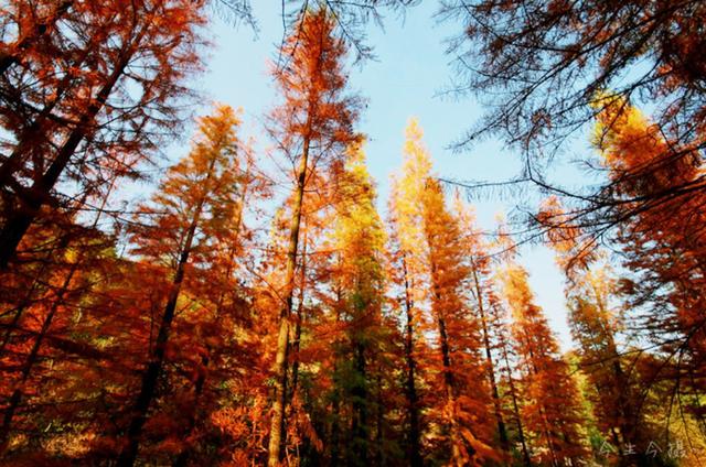 只有10%广东人才知道的粤北“云海天池红叶”，让人一眼沦陷