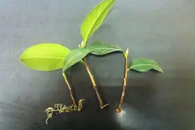 扦插的5个错误操作，不是难生根，是你做错了，扦插其实很简单图片