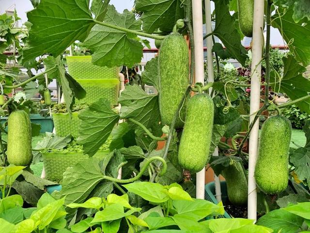 “广州城市小菜园”工程启动啦，种子、有机肥都可以领