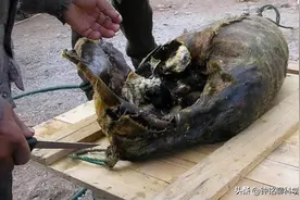 爱斯基摩人的腌海雀，臭到令人呕吐，为什么却被当地人奉为美食？图片