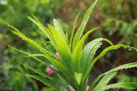 龙血树，植物中的“万岁爷”，很多人当普通绿植养，其实很珍贵图片