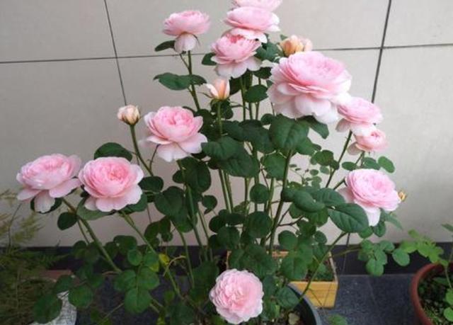 哪个季节扦插月季花最合适？记好一组“数字”，啥时候扦插都行