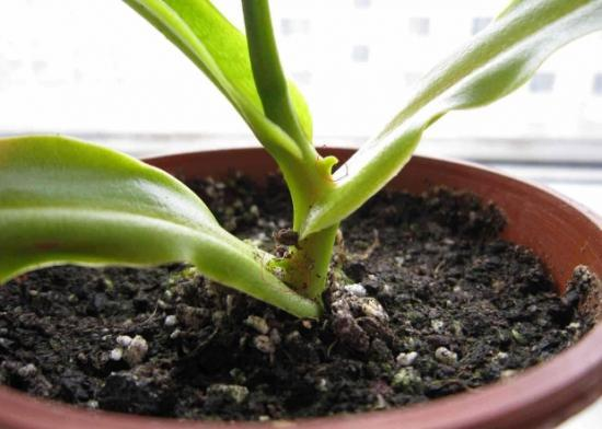 别用生根水了，这“3种”药片用上一粒，7天大白根更壮实！