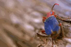 放屁甲虫，一门行走的“加农炮”图片