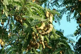 可做调味料的水果—甜酸角图片