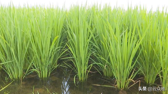 再生稻头季高产管理：穗期灌深水、叶面喷肥防高温，防好病虫害