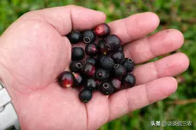 80后童年当零食吃的野果，如今20元一斤成高钙果，农民却不愿种图片