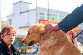 女主人丢失的金毛，最后在市场上发现了，重逢场面让人泪目图片