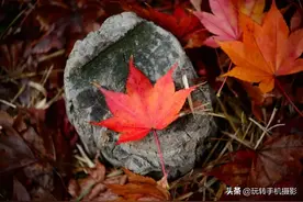 秋天落叶的5大创意拍法，照片让人眼前一亮图片
