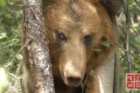 四川理塘：军警联合营救被困国家二级重点保护野生动物棕熊图片