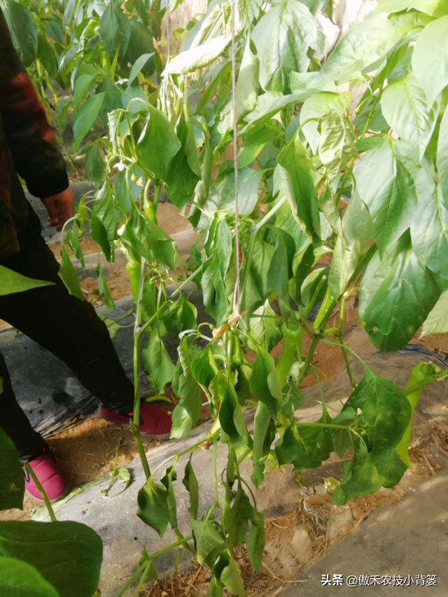 作物根系不良、长势差，使用哪种生根剂促根、缓苗、壮棵效果好？