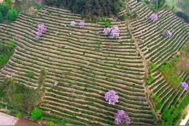 “南茶北引”60年后 茶叶成沂蒙山区村民收入新依靠图片