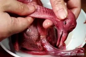 鸽子身上5个部位含有毒素，不要随便吃，多亏老板提醒，长记性了图片