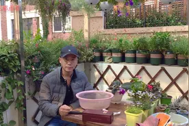 茶叶盒红酒盒记得留着，种多肉做生石花拼盘，好看还省钱视频封面