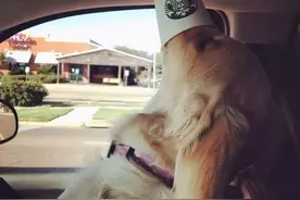 狗狗一天需要喝多少水？喝太多或者太少都会生病图片