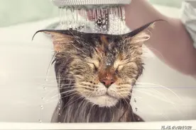 猫咪不爱洗澡怎么办？给猫洗澡的步骤其实也就三步，你了解吗？图片