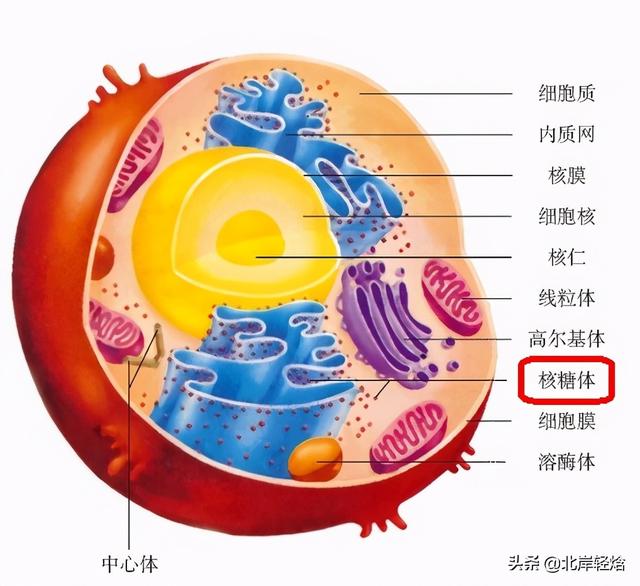核糖体：揭开生物体内合成蛋白质的奥秘 2009年诺贝尔化学奖介绍