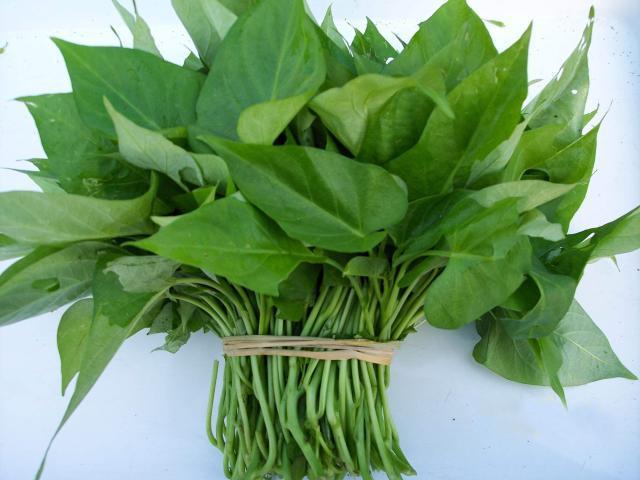 根茎叶藤都可以用来喂猪，是猪最好的饲料，如今吃它的人很多