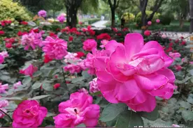 姐妹俩不能喝同一口井的水，有这说法吗？有！我经历过图片