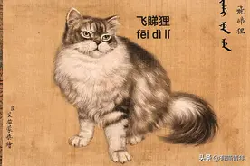 乾隆也太会给猫起名了！现代人只会：咪咪图片