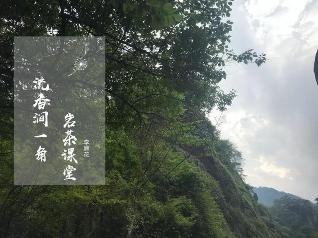 武夷岩茶有涩味，汤水浑浊，这是怎么回事？
