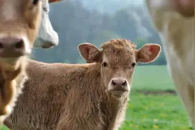 母牛拒绝小牛吃乳的4种原因，你知道有哪几种吗？图片