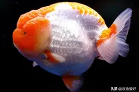 夜鱼爱好分享养鱼经验之体表疾病，庆大霉素、亚甲基蓝、黄粉应用图片