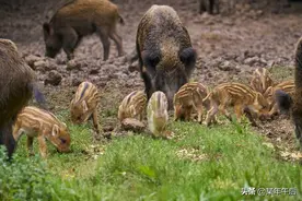 农业新“四害”，赶又赶不走，打也打不得，农民应该怎么办？图片