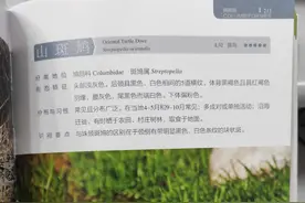 黄河三角洲鸟类——山斑鸠图片