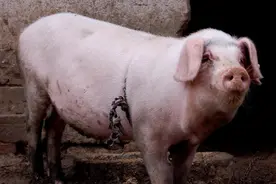 400多头猪，她一人养！4个月出栏！饲料配方和饲养方法，来学图片