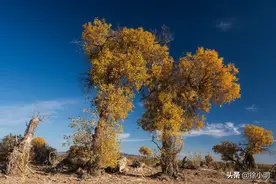徐小明：60分钟4浪的概率大图片
