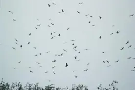 上千只老鹰在南京上空盘旋，居民表示很罕见，它们为何突然出现？图片