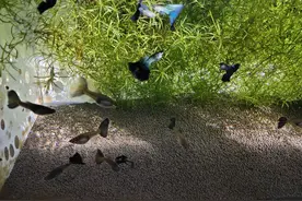 饲养孔雀鱼，永远避免不了的四大难题，也是孔雀鱼的主要死亡原因图片