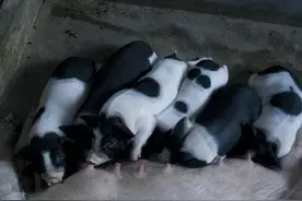 母猪产前工作谨记：这5点哪个也不能马虎图片