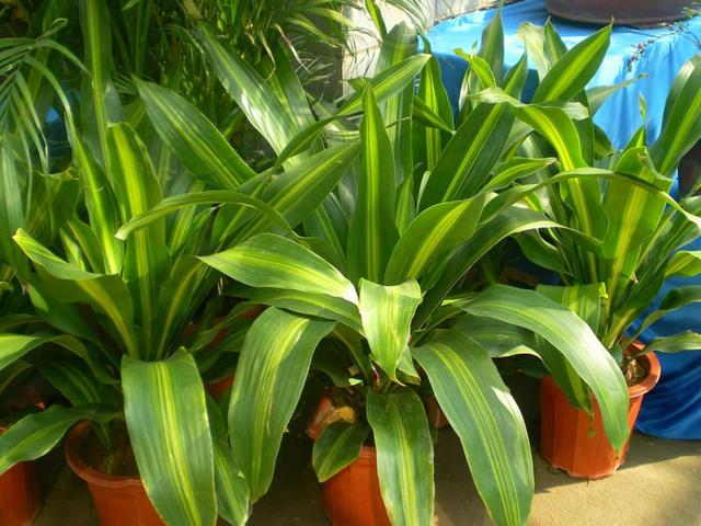 叶子修长逼格高的也门铁,这样养长得好,满盆绿叶真养眼