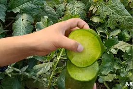 萝卜种植要想脆甜不辣，一定要做好这三点图片