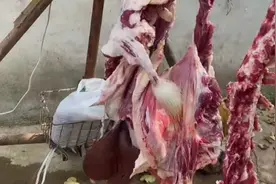 南阳小哥在农村开羊肉馆，一天8只羊，自建羊场存栏2000头图片
