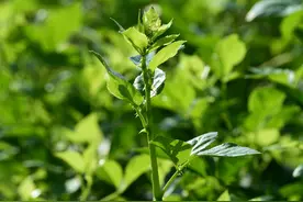 这菜全身长满刺，有“解百毒”之称，夏天遇到它别错过，煮汤一流图片