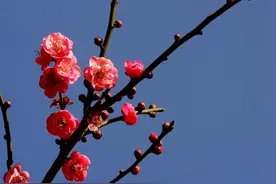 可以露养的盆栽，给庭院添姿彩，这4种植物，值得入手图片