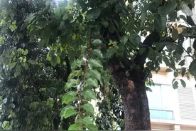 芳草寻踪丨寄生在其它树木上的补肝肾、祛风湿名药桑寄生图片