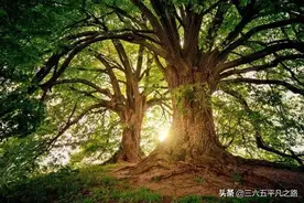 农民说“大树不能碰机油，碰上机油命就休”啥意思？图片