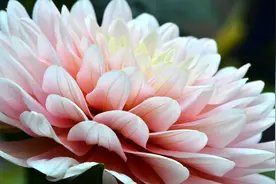 真正“超长待机”的花草排名，一年开一次，就能欣赏个够图片