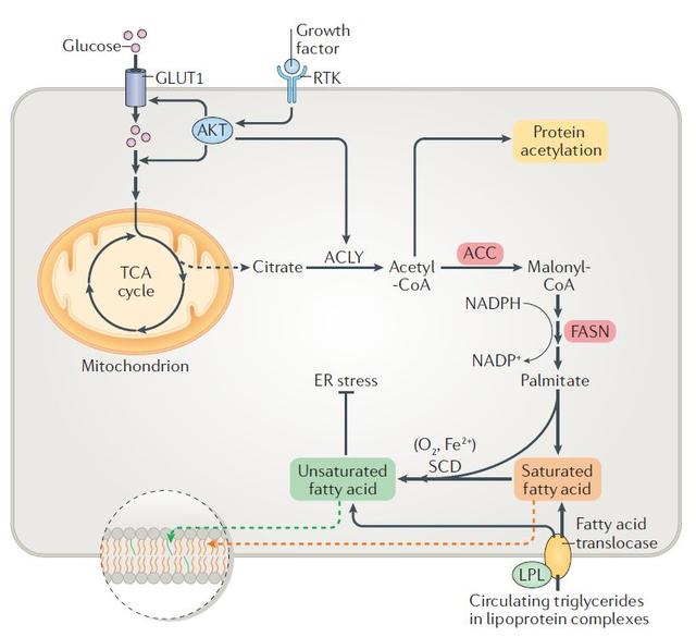 代谢调控与细胞增殖
