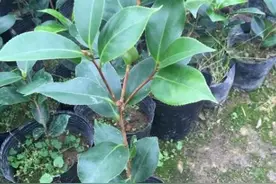 培育茶花小苗的一些经验图片