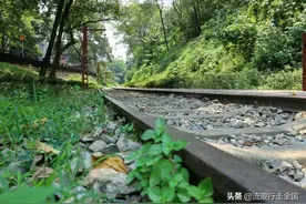 在夏天，你会选择去爬山吗？看看重庆歌乐山（攻略线路指南）图片