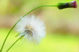 广东人眼中的“蒲公英”一点红，它不是武林高手，却是植物高手图片