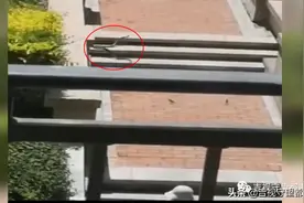小区惊现一米长蛇，业主“求带走”图片