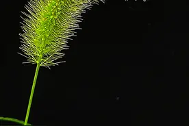 金行博览：疔痈癣，除疣目-狗尾草图片