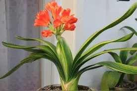 君子兰喜欢“两种肥”，春季“喂饱”它，根系长满盆，新叶长不停图片