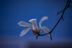 疏影横斜，丝丝风烟，冬去春来又一年图片
